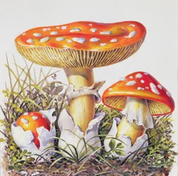 Étude de champignon